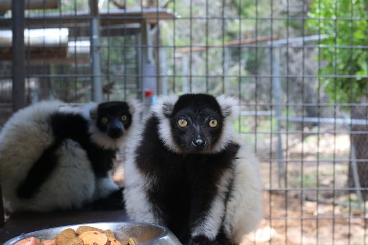 Owning a pet lemur care guide | Learn about feeding, housing and behavior