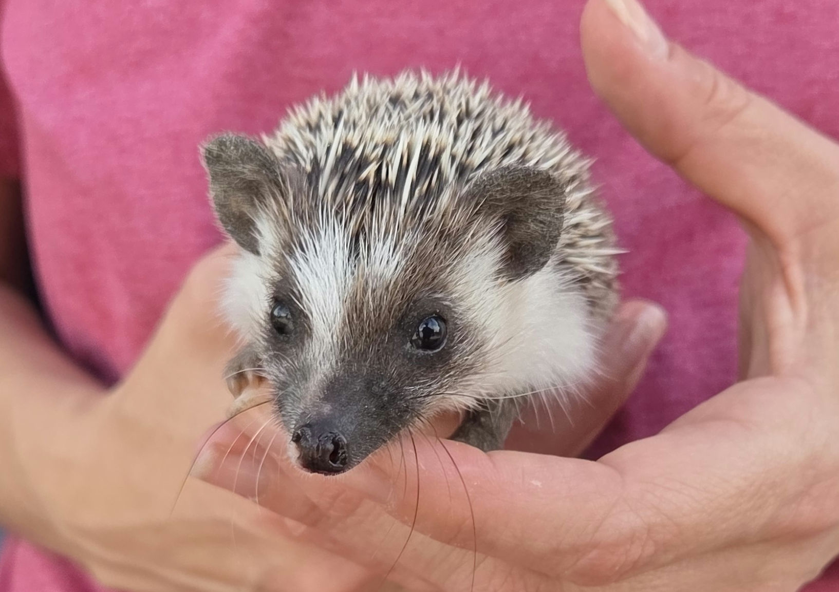 River – Female Hedgehog photo 3