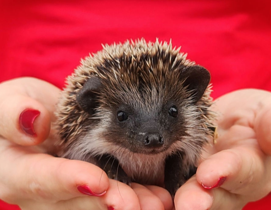 Prancer – Male Hedgehog
