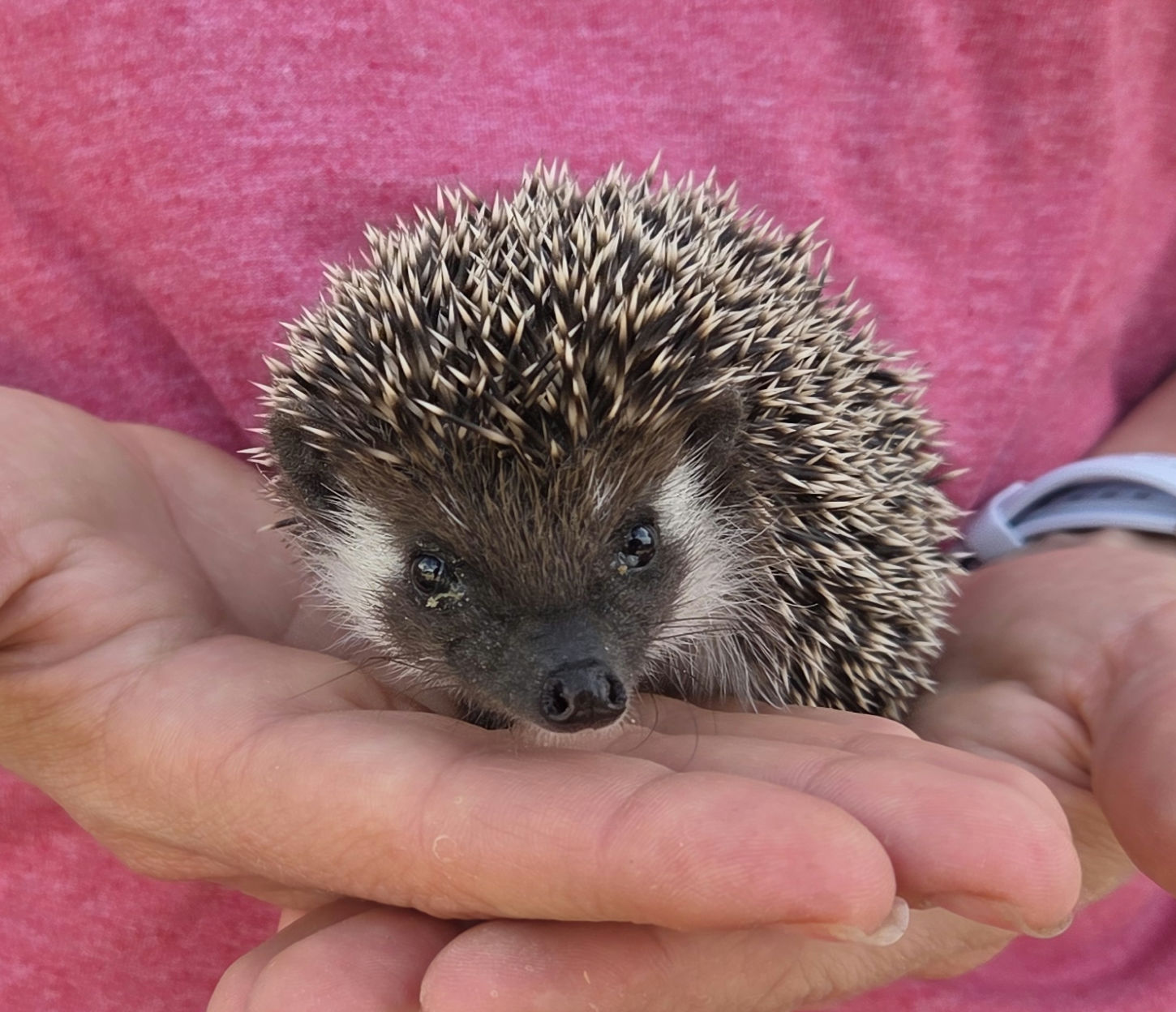 Fitz – Male Hedgehog photo 2