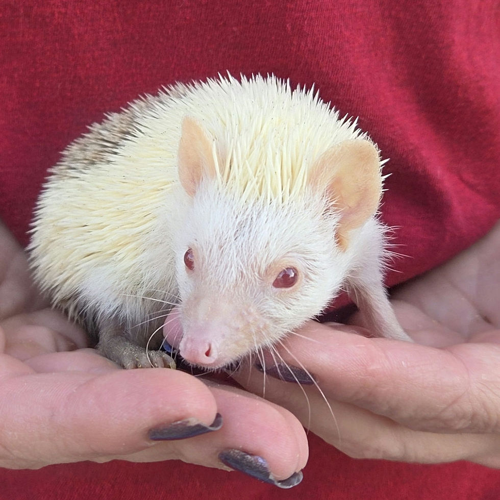 Hedgehog for sale