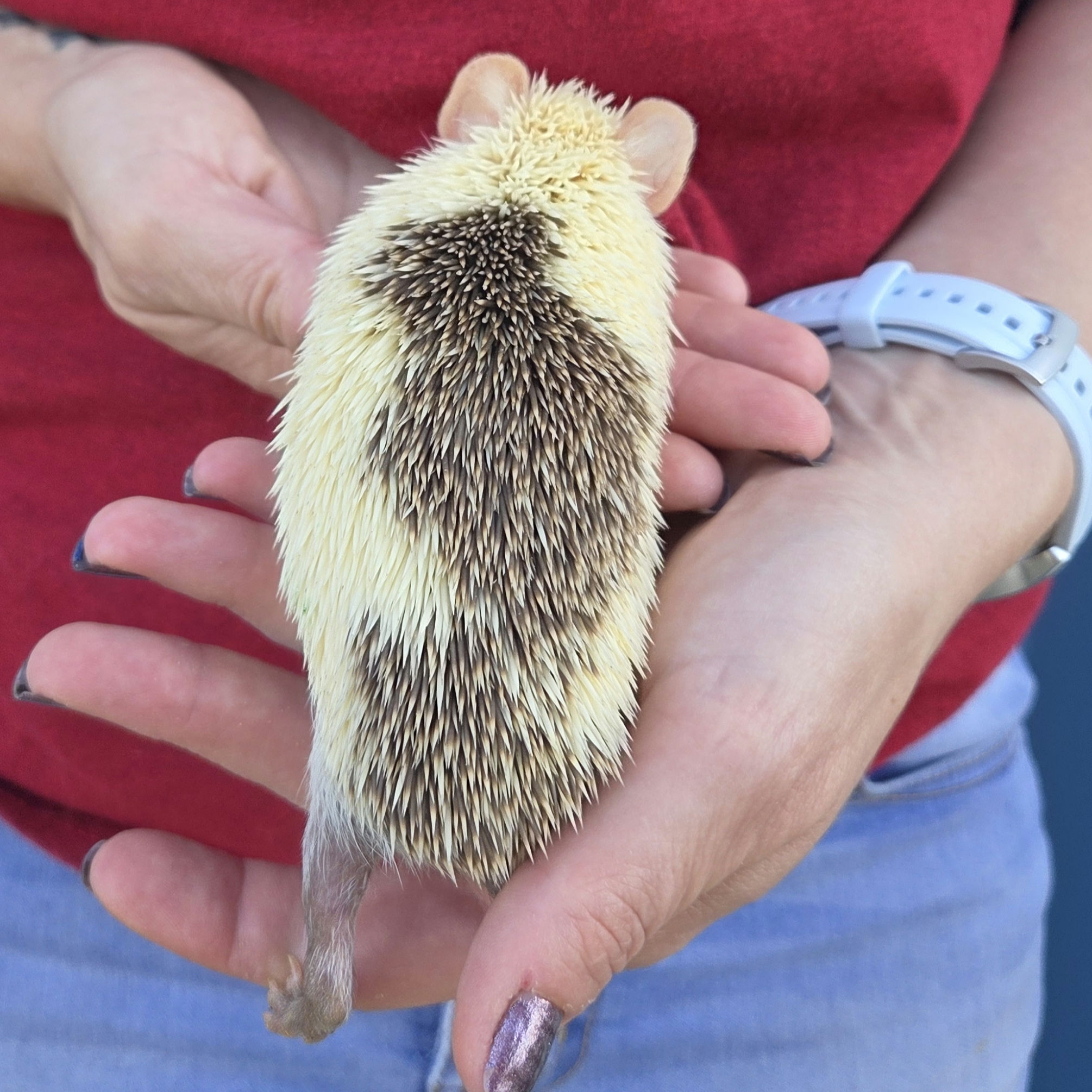 Sage – Female Hedgehog photo 5
