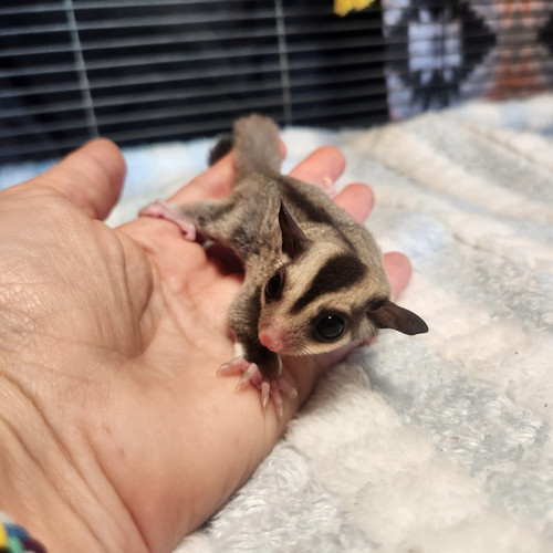 Female Sugar Glider PRICE 450 Janda Exotics Ranch