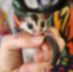 Baby sugar Glider for sale