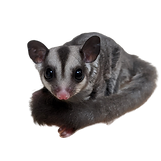 Sugar Glider For sale.png