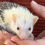 Thumbnail: hedgehog for sale Breeder in Texas