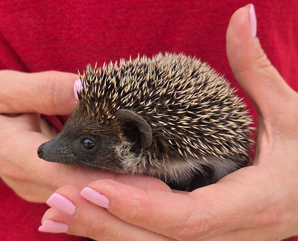 Thumbnail: baby hedgehog for sale Texas