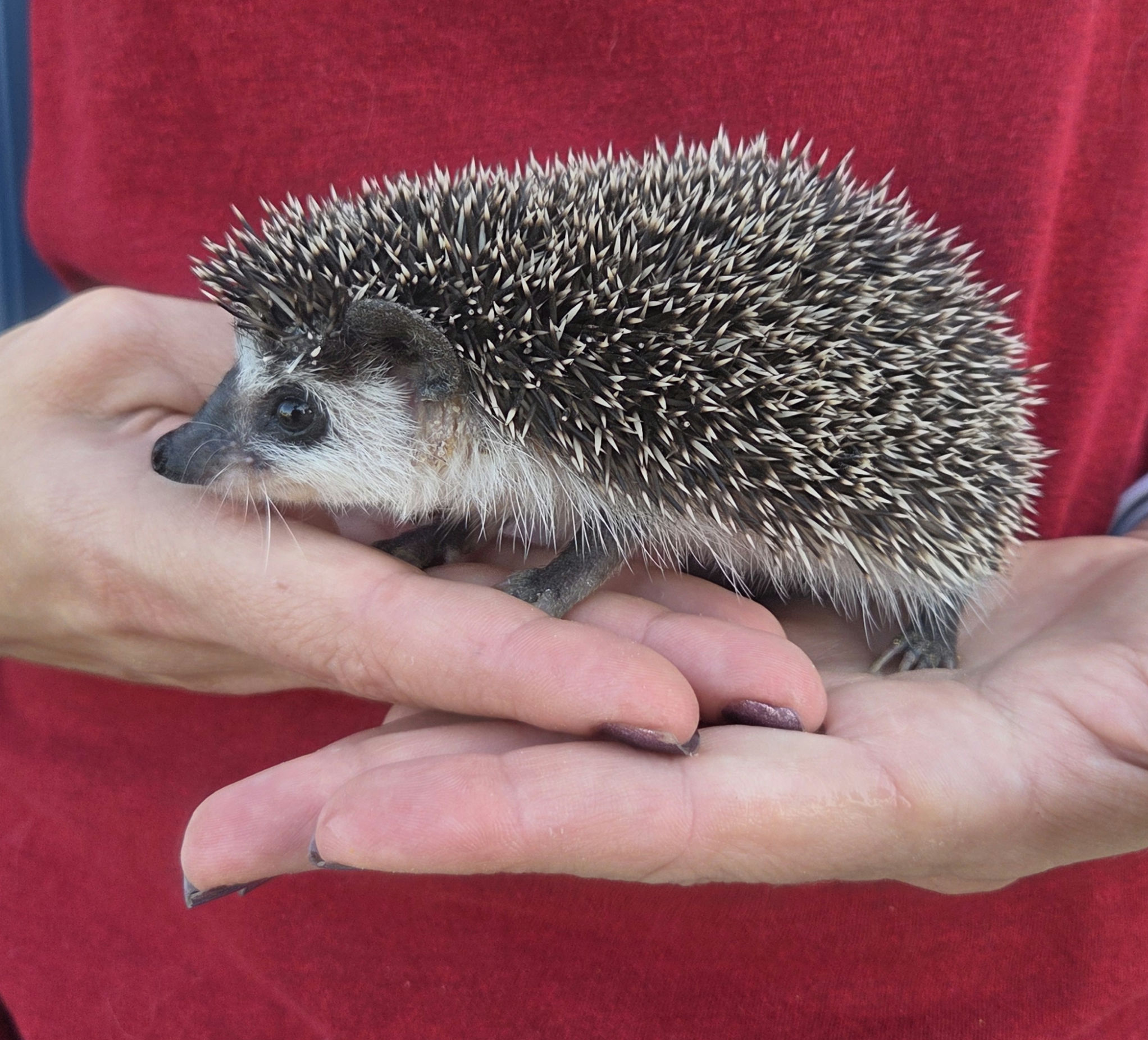Ducky – Female Hedgehog photo 3