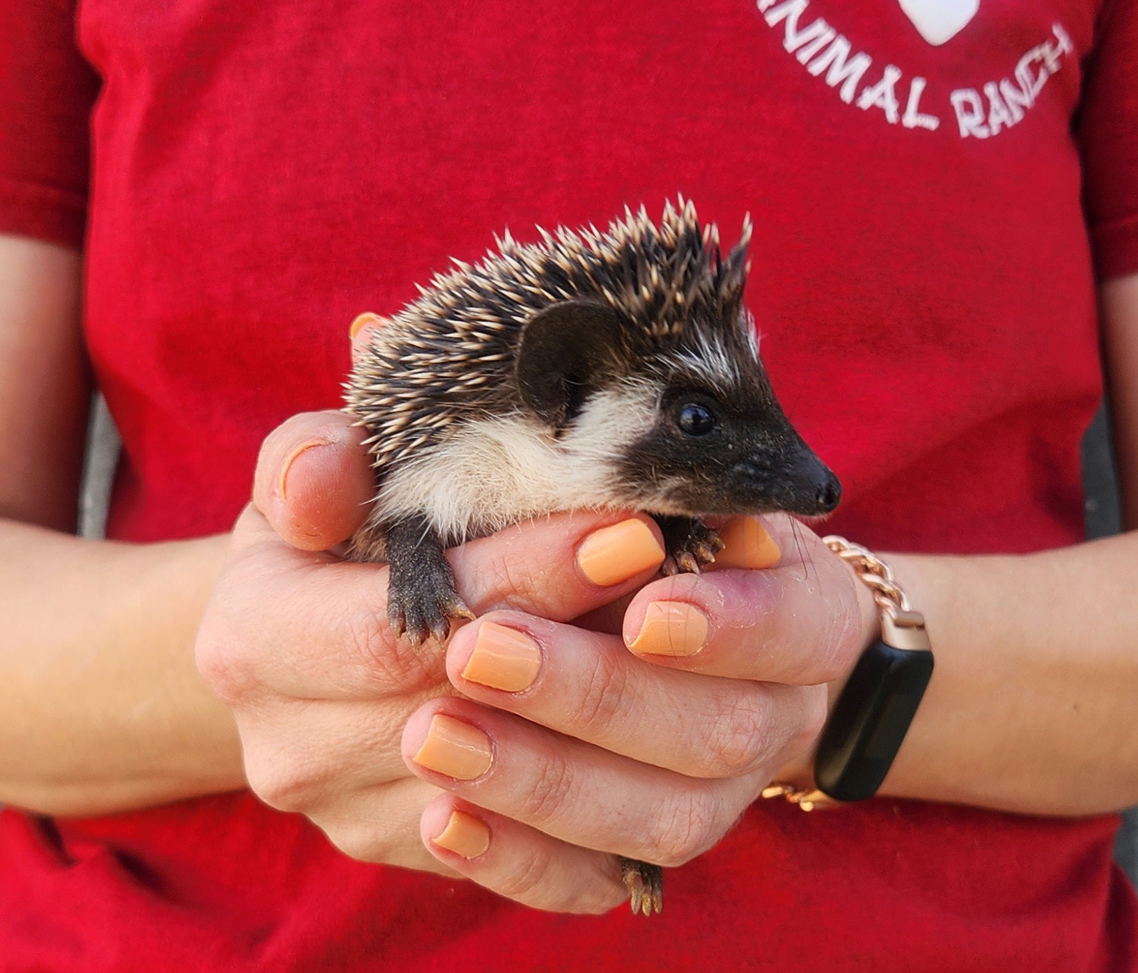 Veruka – Female Hedgehog photo 3