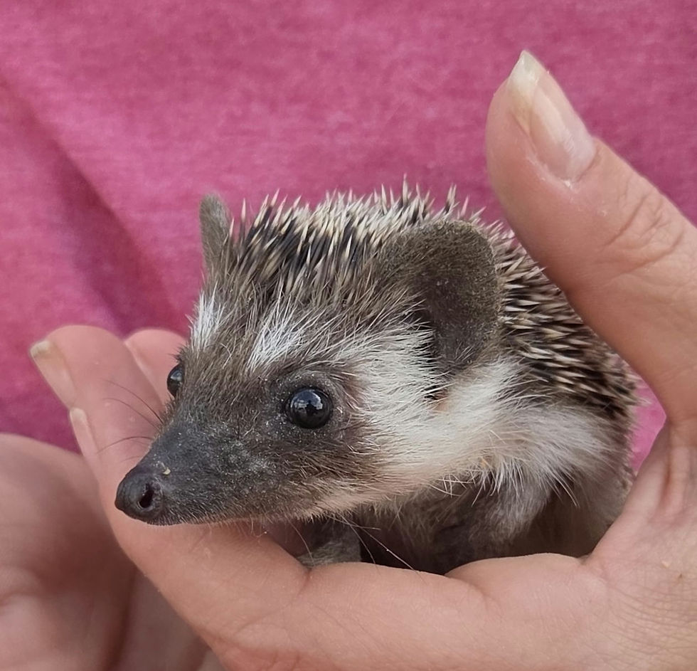Thumbnail: Hedgehog for sale