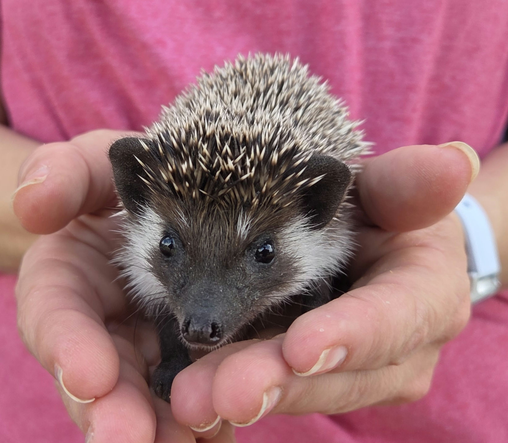 Spruce – Male Hedgehog photo 7