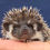 Thumbnail: hedgehog for sale
