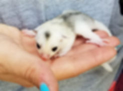 Sugar Glider, Baby Sugar Glider, Sugar Glider Joey, Handraised Sugar Glider, Tame babies, Sugar Glider Care, Sugar Glider Breeder, Cute Animal, Exotic Pet