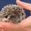 Thumbnail: hedgehog for sale