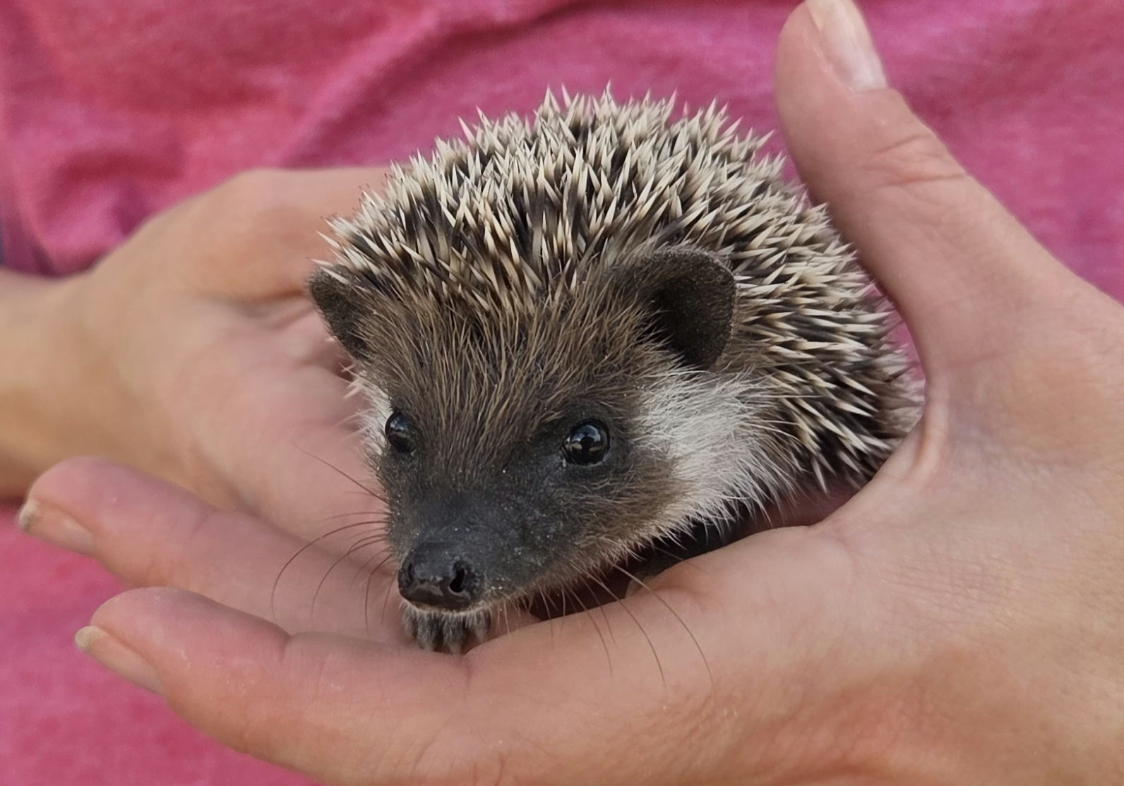 Ajax – Male Hedgehog photo 2