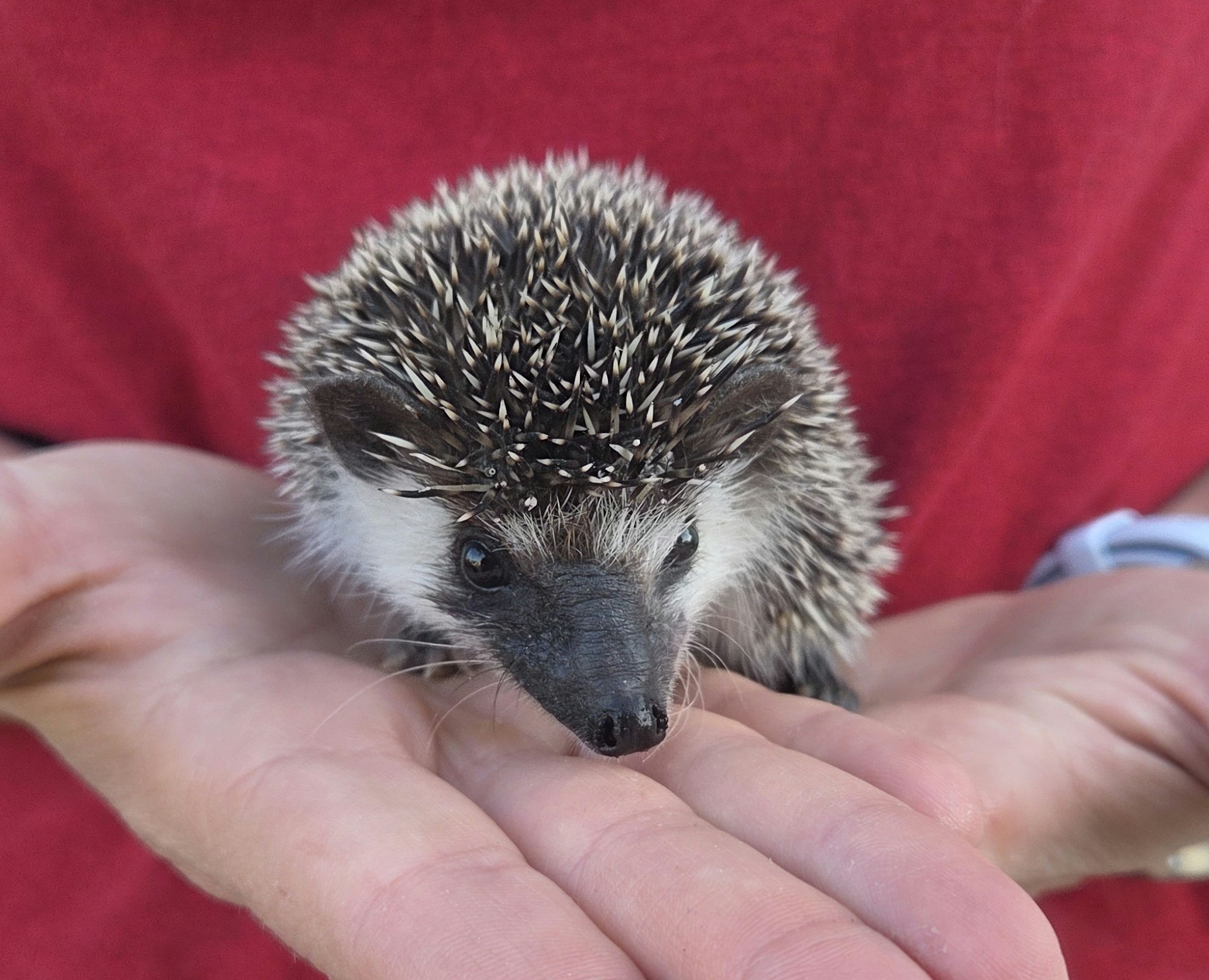 Ducky – Female Hedgehog photo 5