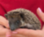 baby hedgehog for sale Texas