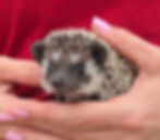 baby hedgehog for sale Texas