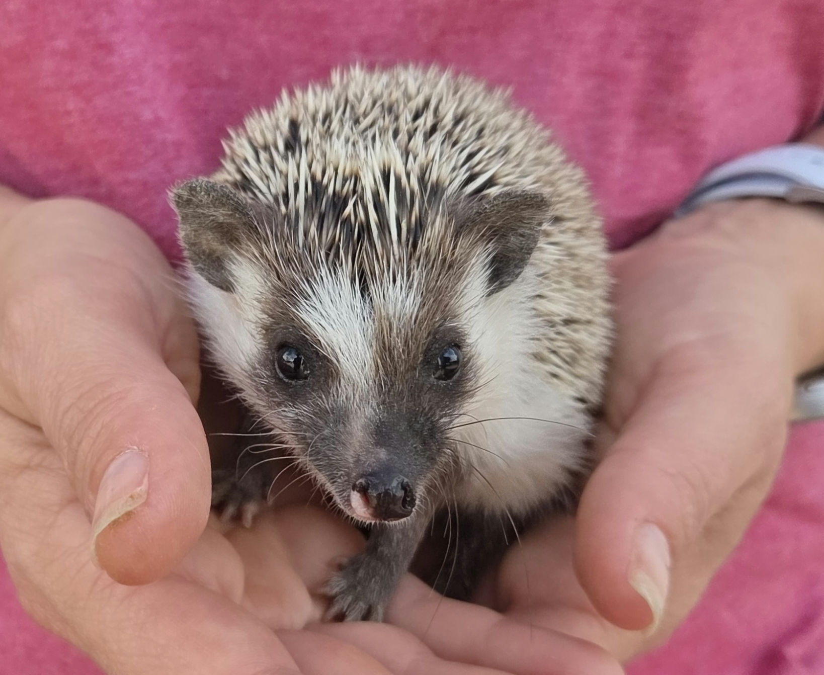 River – Female Hedgehog