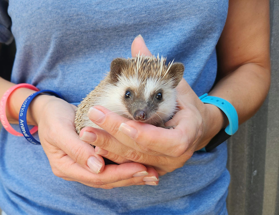 Previously Sold Hedgehog Babies image 2