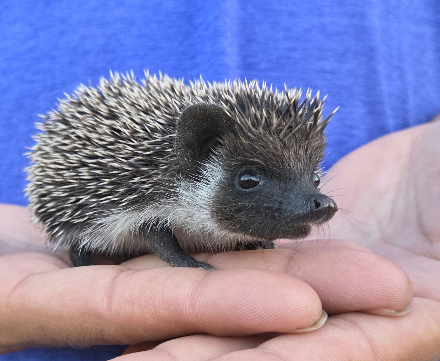 Dolly – Female Hedgehog photo 2