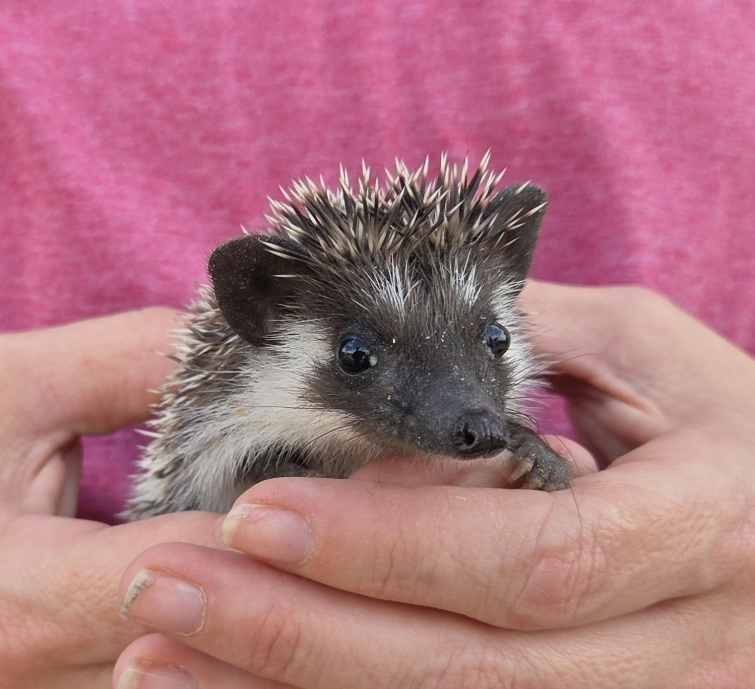 Elm – Male Hedgehog