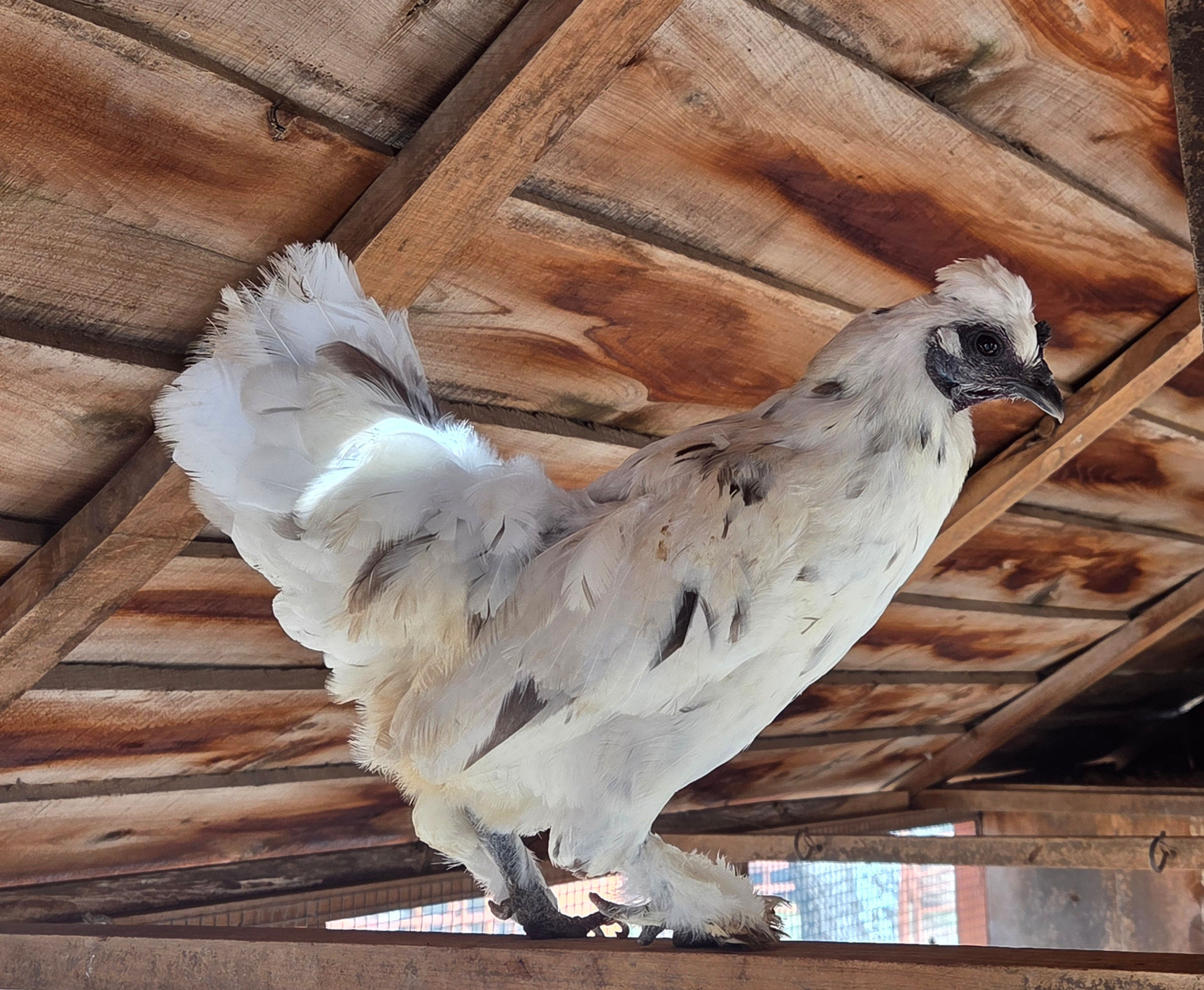 Dottie – Silkie Cross Broody Hen