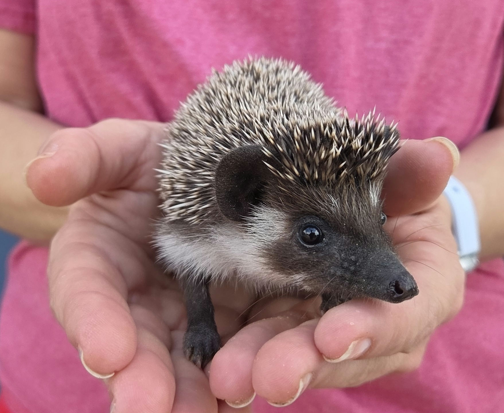 Spruce – Male Hedgehog photo 4