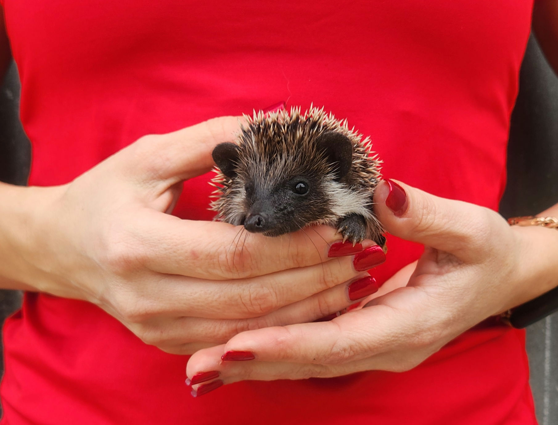 Prancer – Male Hedgehog photo 6
