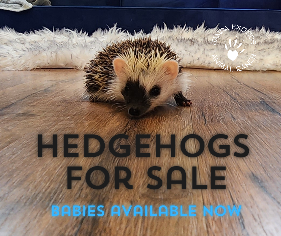Hedgehogs for sale 