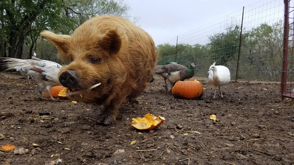 KuneKune Pig In Depth Pet Care