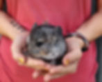 Chinchilla for sale