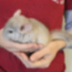 chinchilla pet for sale