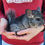 Thumbnail: Chinchilla pet for sale