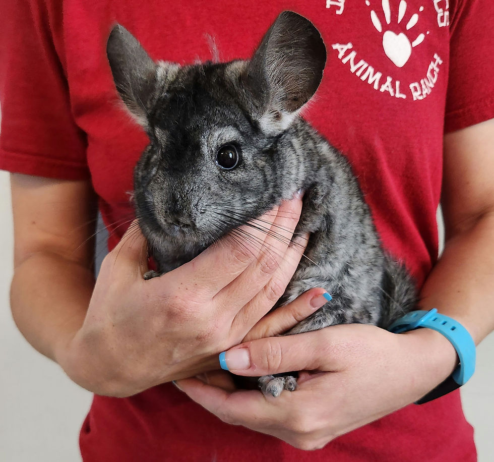 SOLD- Baby Chinchilla