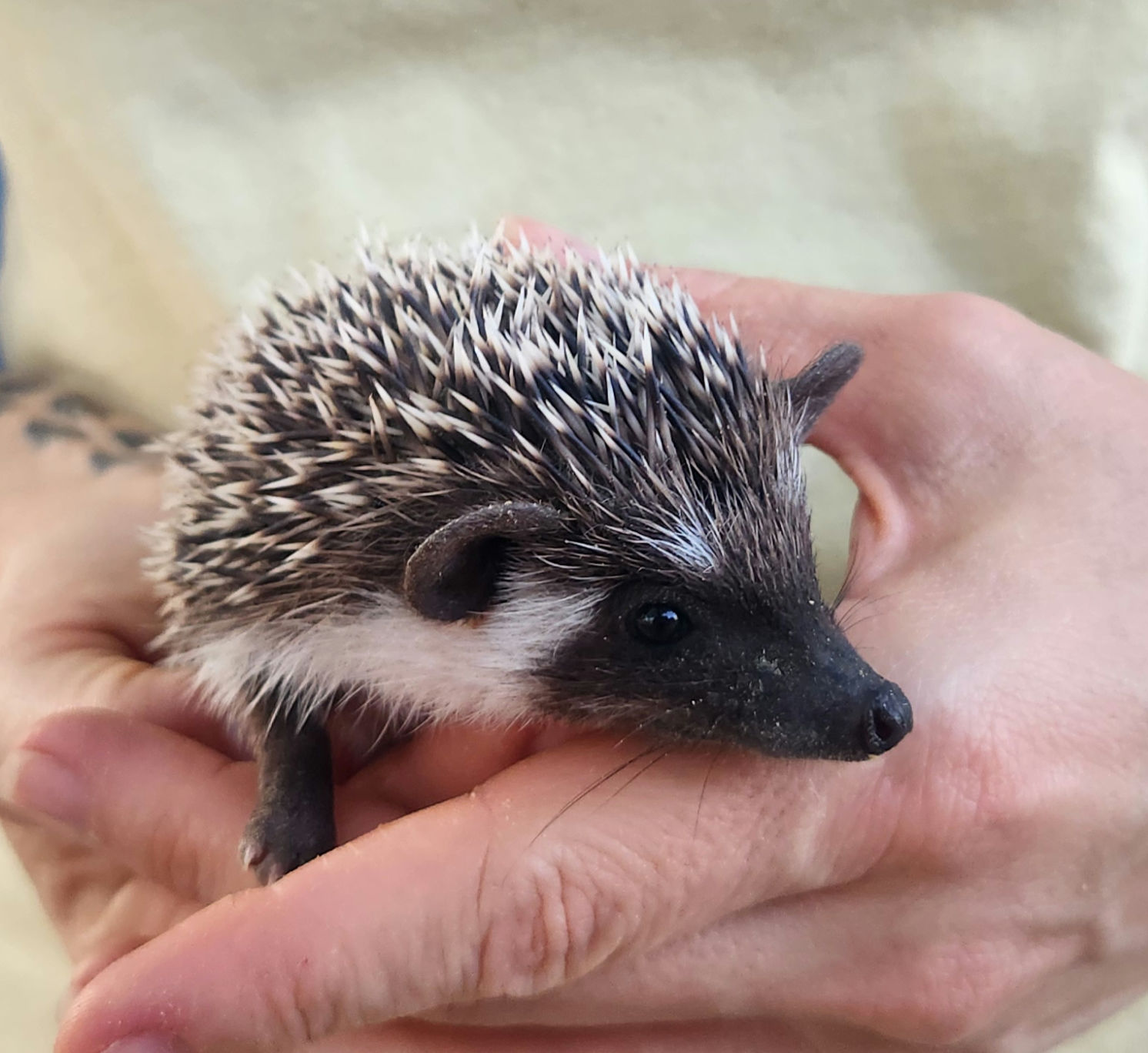 Barto – Male Hedgehog photo 3