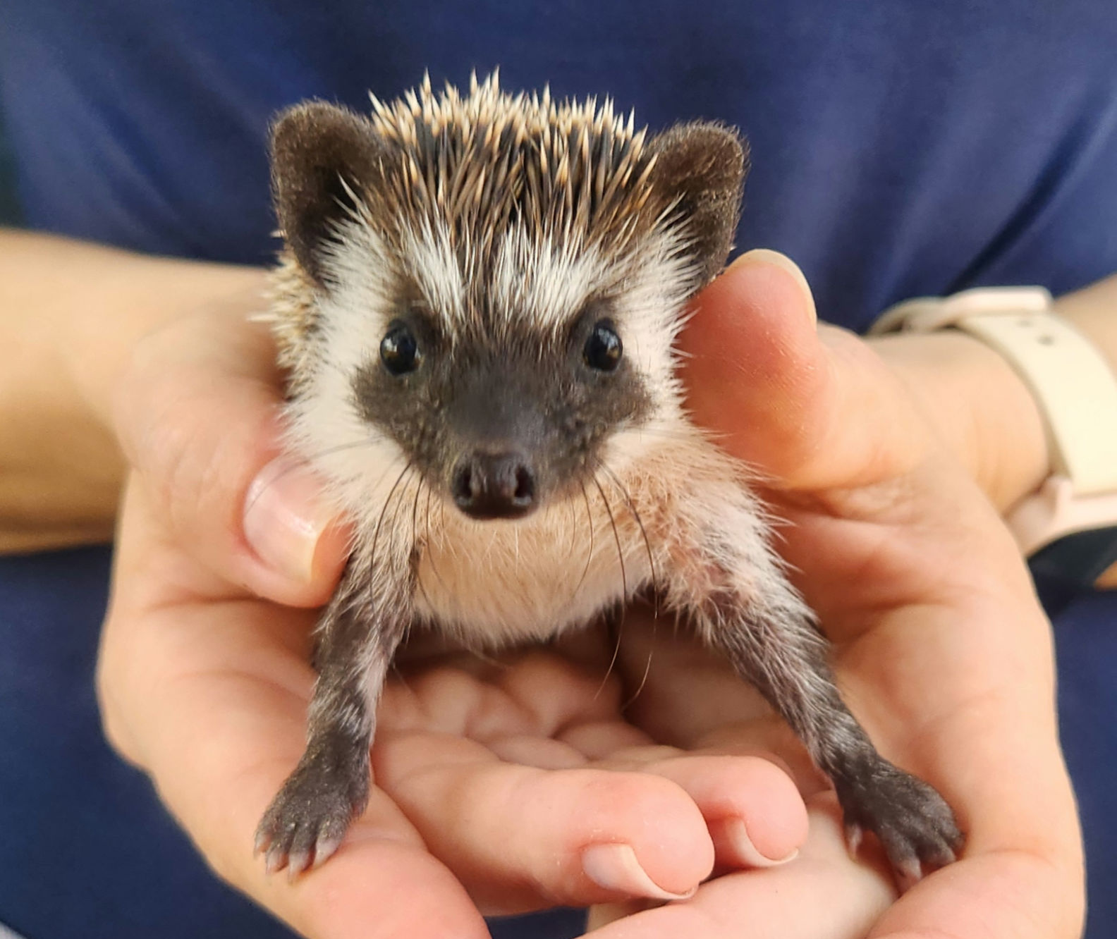 Farmer – Male Baby Hedgehog