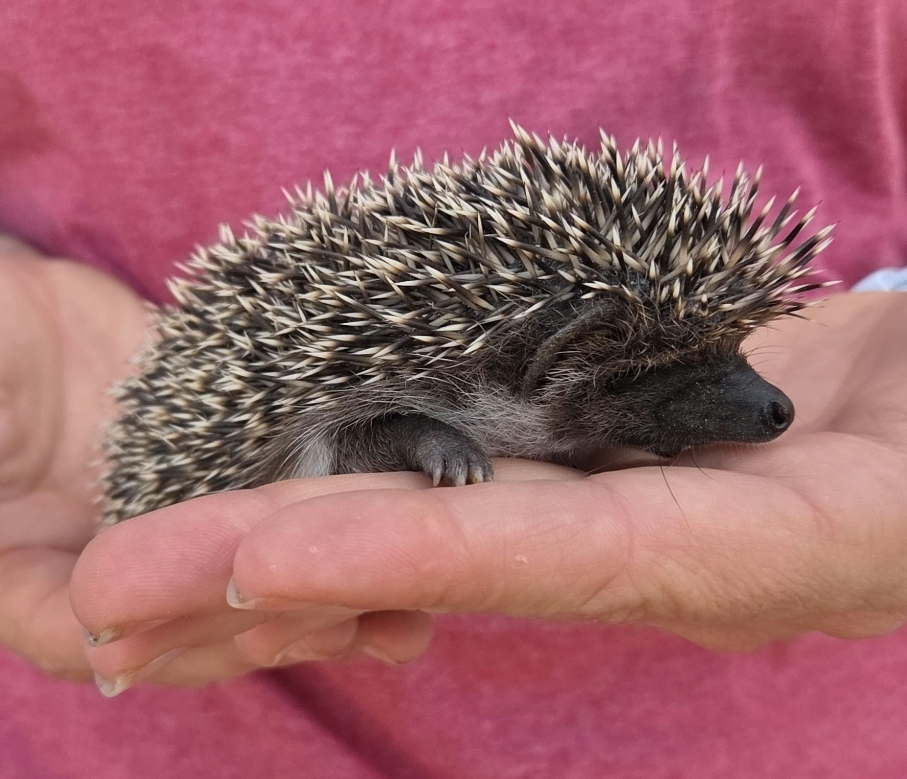 Godiva – Female Hedgehog photo 3