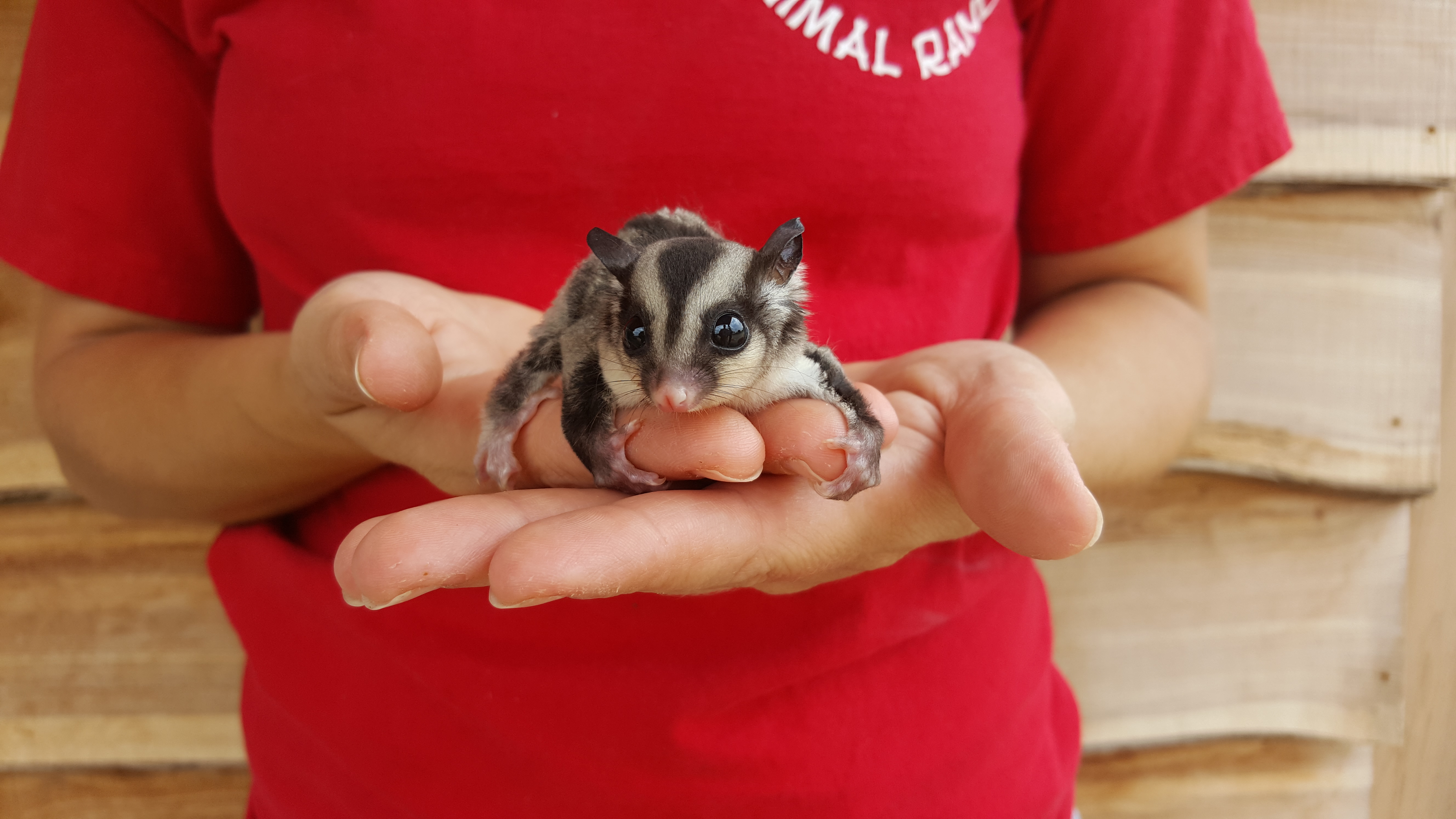 Sugar Gliders Janda Exotics Animal Ranch United States