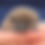 Thumbnail: hedgehog for sale