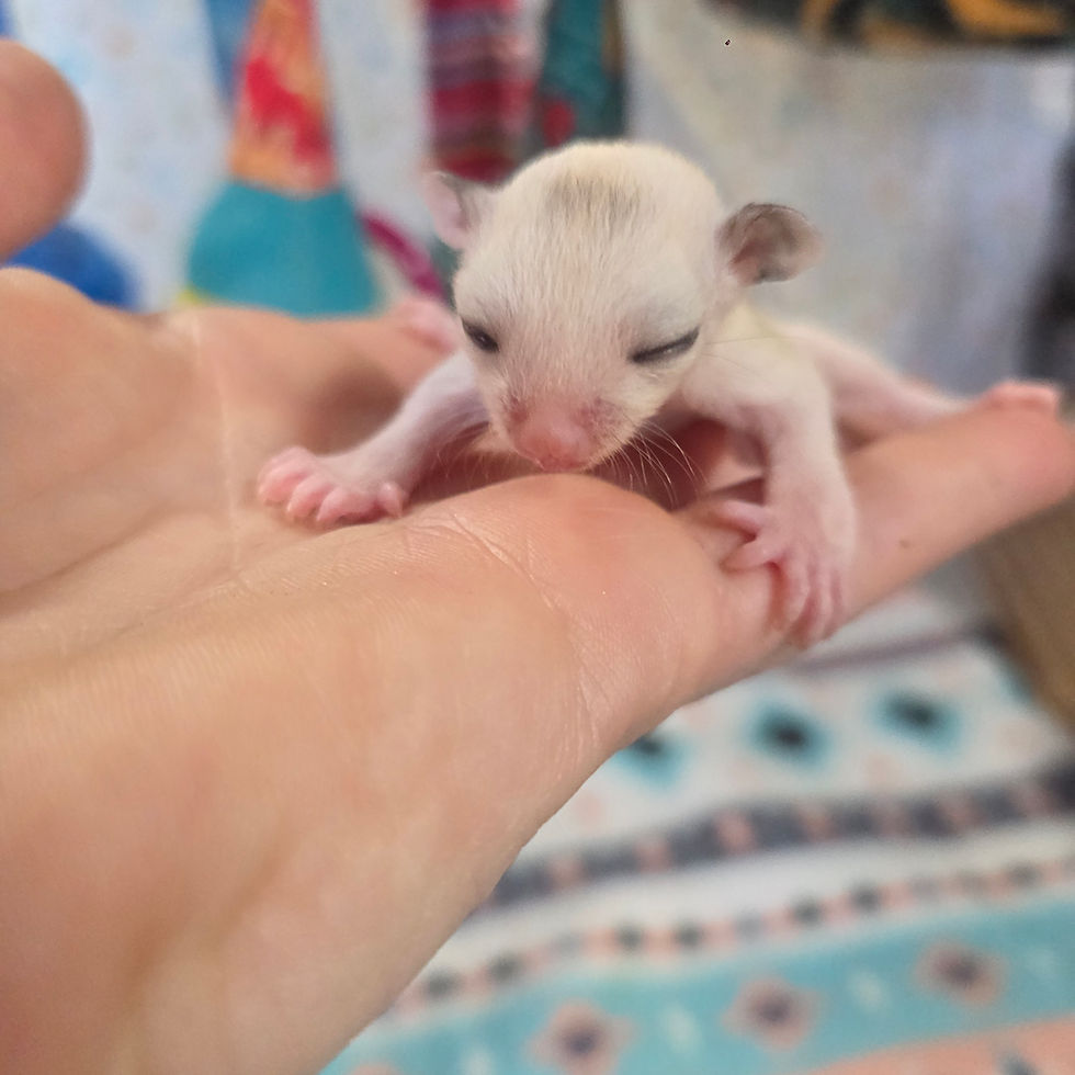 Thumbnail: Sugar Glider for sale