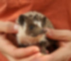 hedgehog for sale
