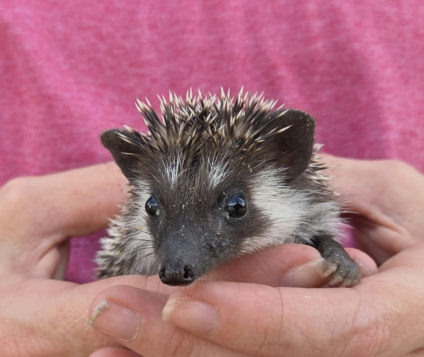 Elm – Male Hedgehog photo 3