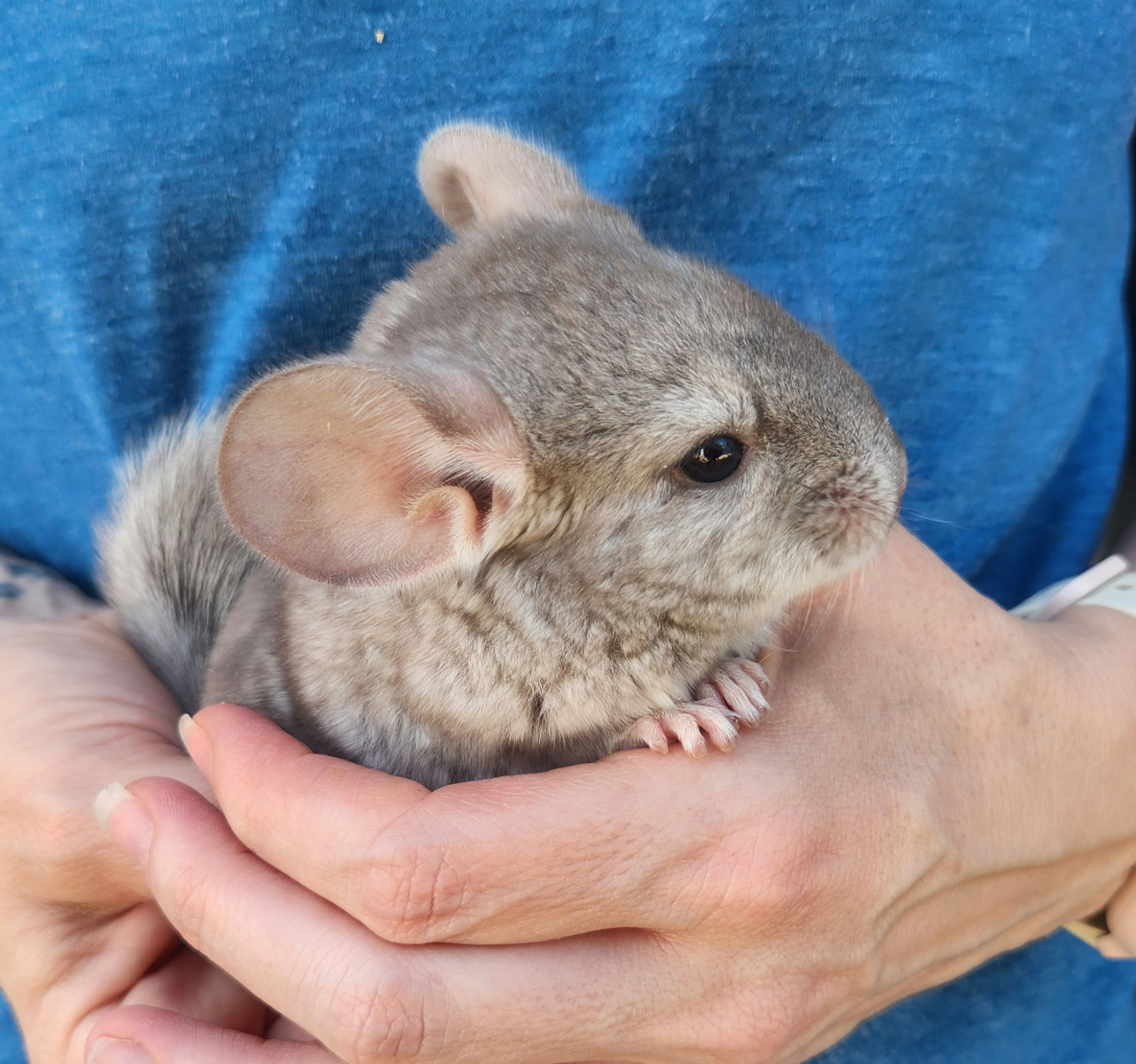 Walter – Male Baby Chinchilla