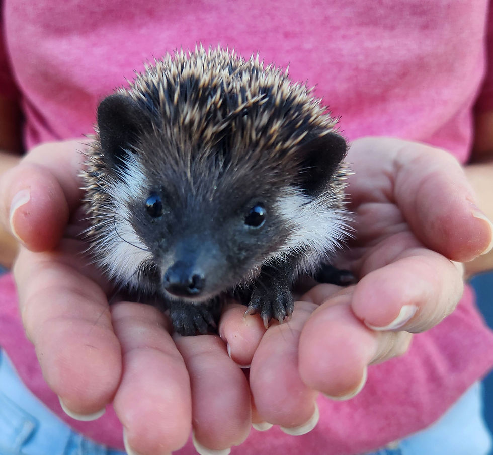 Thumbnail: Baby hedgehog for sale