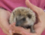 Hedgehog for sale
