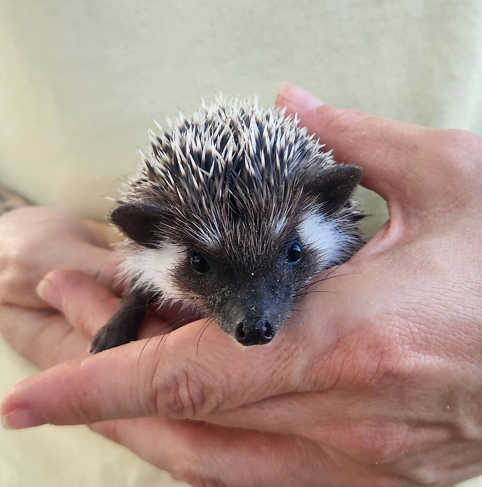 hedgehog baby for sale.jpg