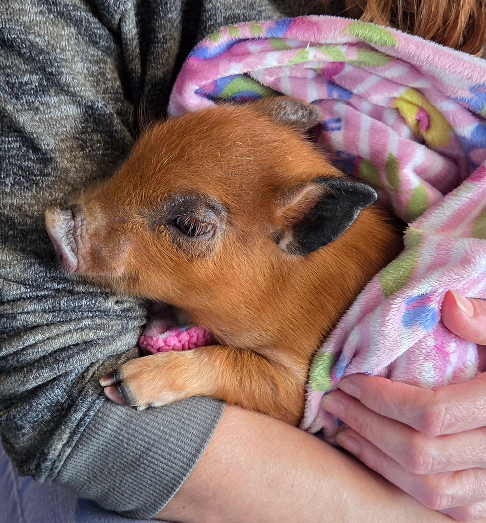 pet mini pig for sale