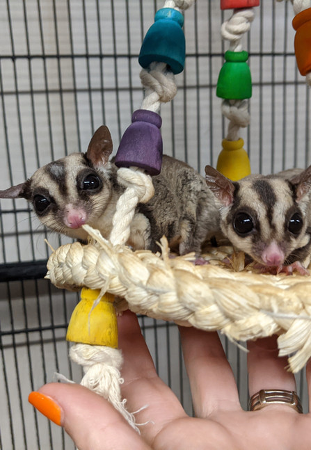 Sugar Gliders | Janda Exotics Animal Ranch | United States