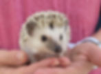 Thumbnail: Hedgehog for sale.jpg